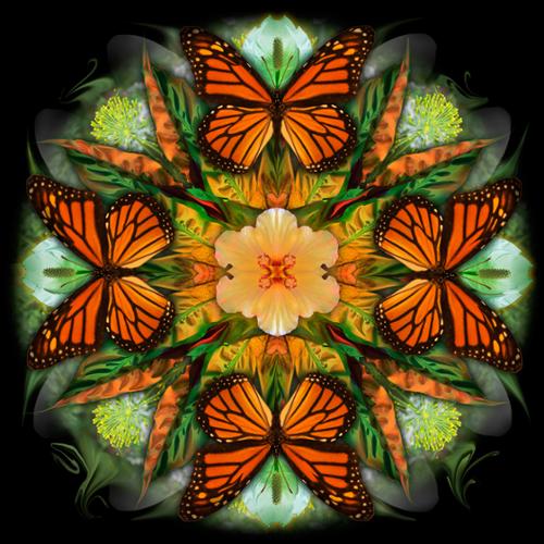 Butterfly Mandala Series
