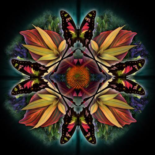 Butterfly Mandala Series