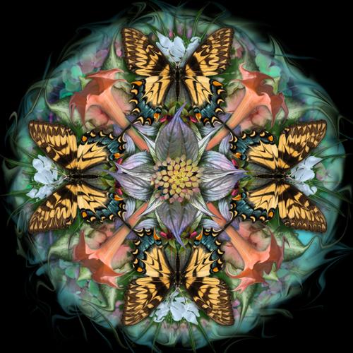 Butterfly Mandala Series