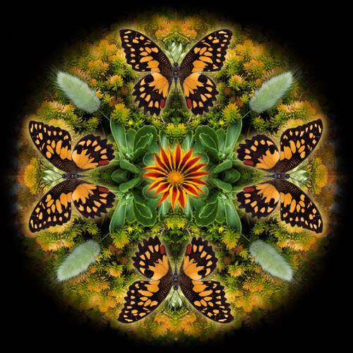 Butterfly Mandala Series