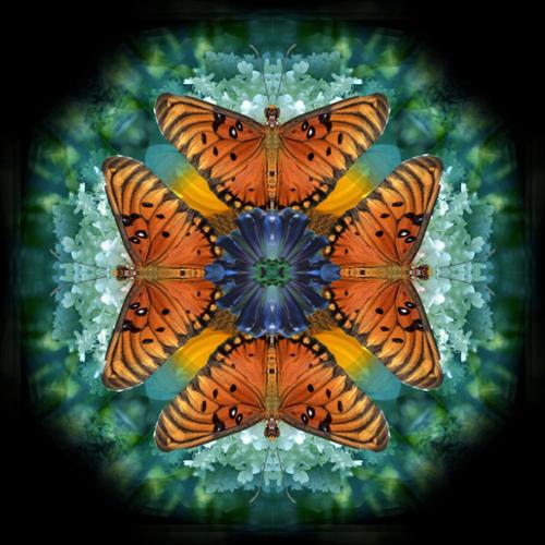 Butterfly Mandala Series