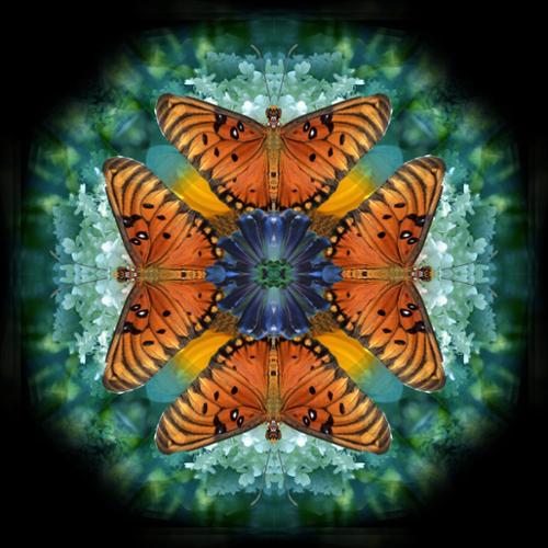 Butterfly Mandala Series